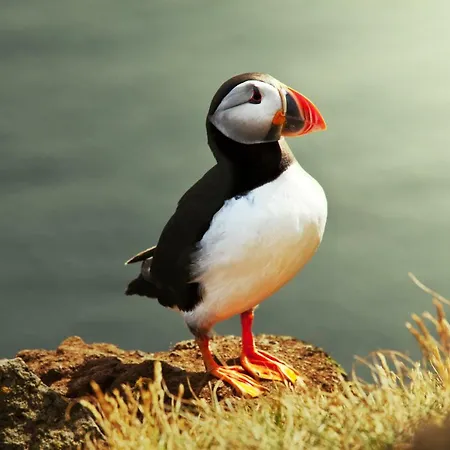 The Puffin Holiday home Baltimore