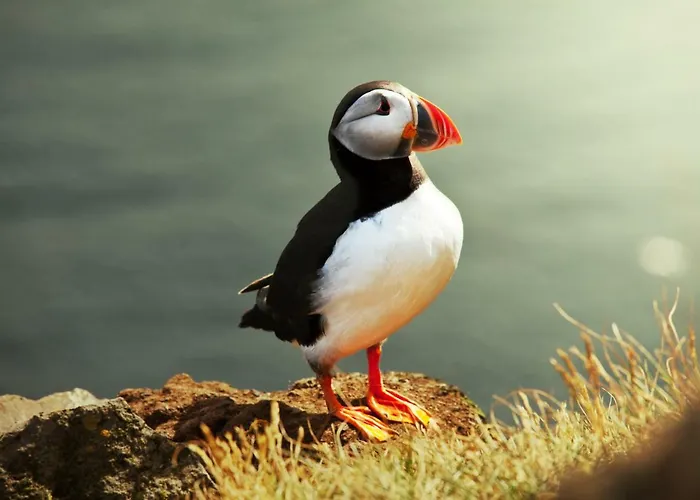 The Puffin 펜션 볼티모어